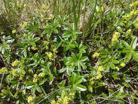 Image of Alpine Lady's-mantle