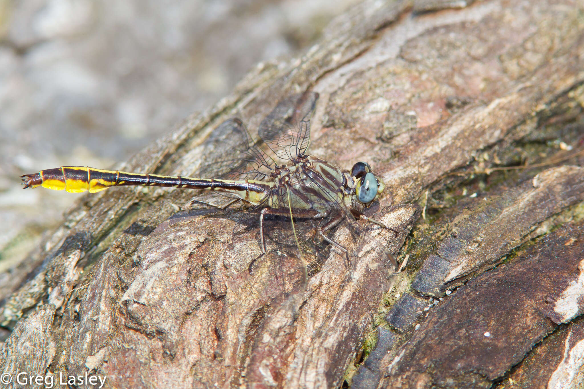 Image of Phanogomphus cavillaris (Needham 1902)