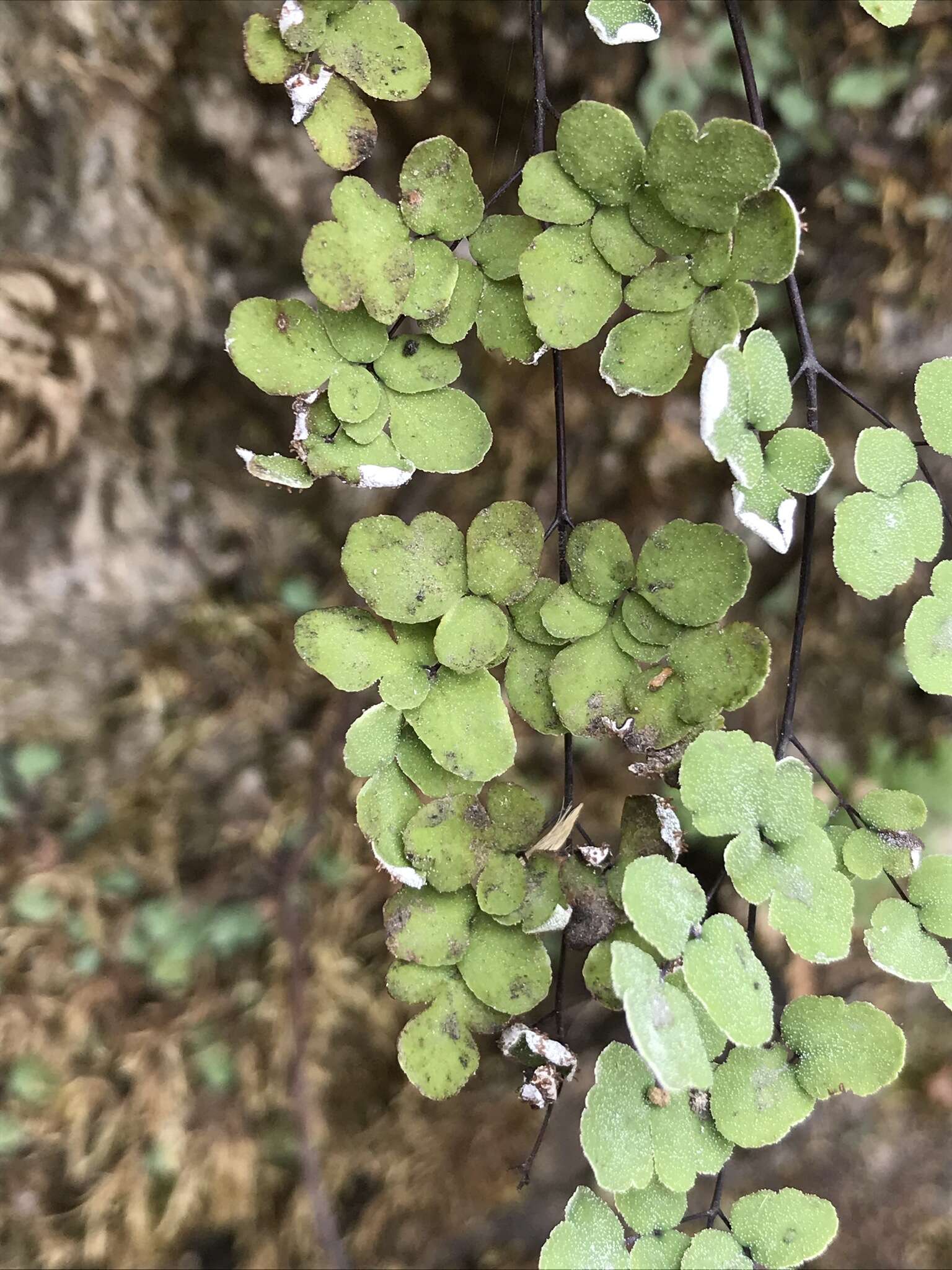 Image of hairy false cloak fern