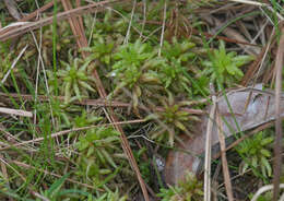 Imagem de <i>Sphagnum medium</i>