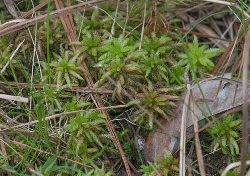 Imagem de <i>Sphagnum medium</i>