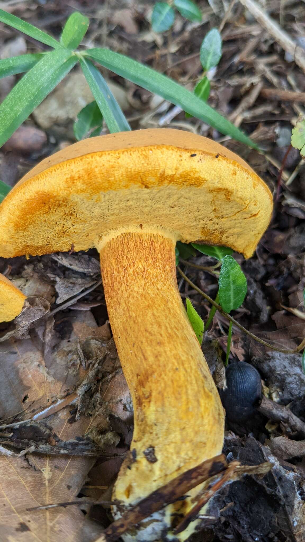 Image of Boletus aurantiosplendens T. J. Baroni 1998