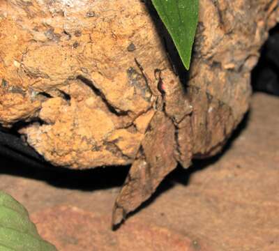 Image of Xanthopan Rothschild & Jordan 1903
