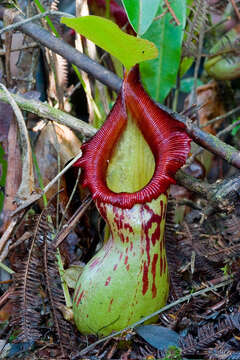 Image of Nepenthes burkei Mast.