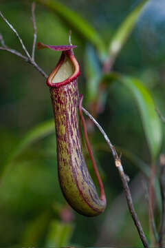 Image of Nepenthes burkei Mast.