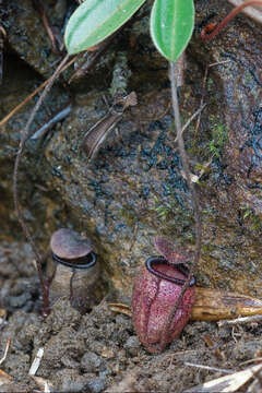 Image de Nepenthes argentii Jebb & Cheek