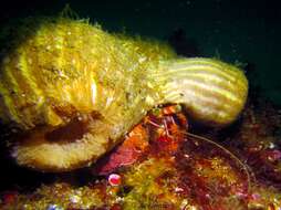 Image of striated hermit crab