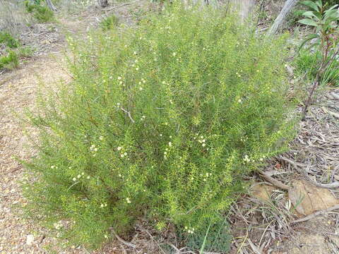 Acacia rupicola F. Muell. ex Benth. resmi