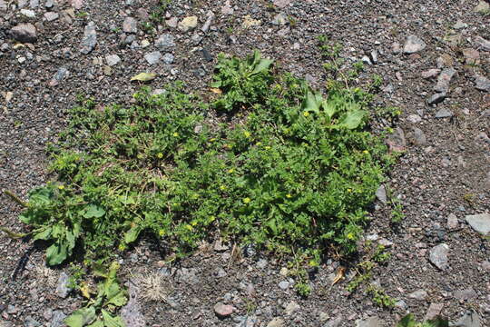 Image of Bushy Cinquefoil