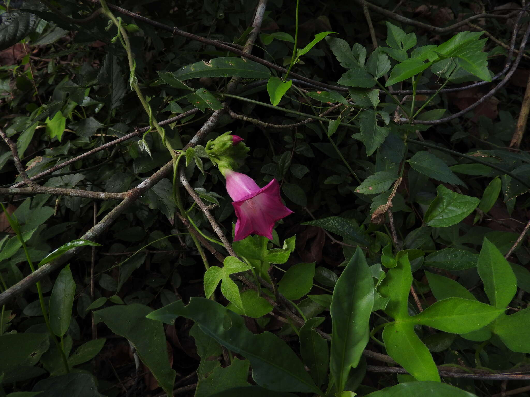 Image of <i>Ipomoea peteri</i>