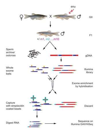 Image de Danio