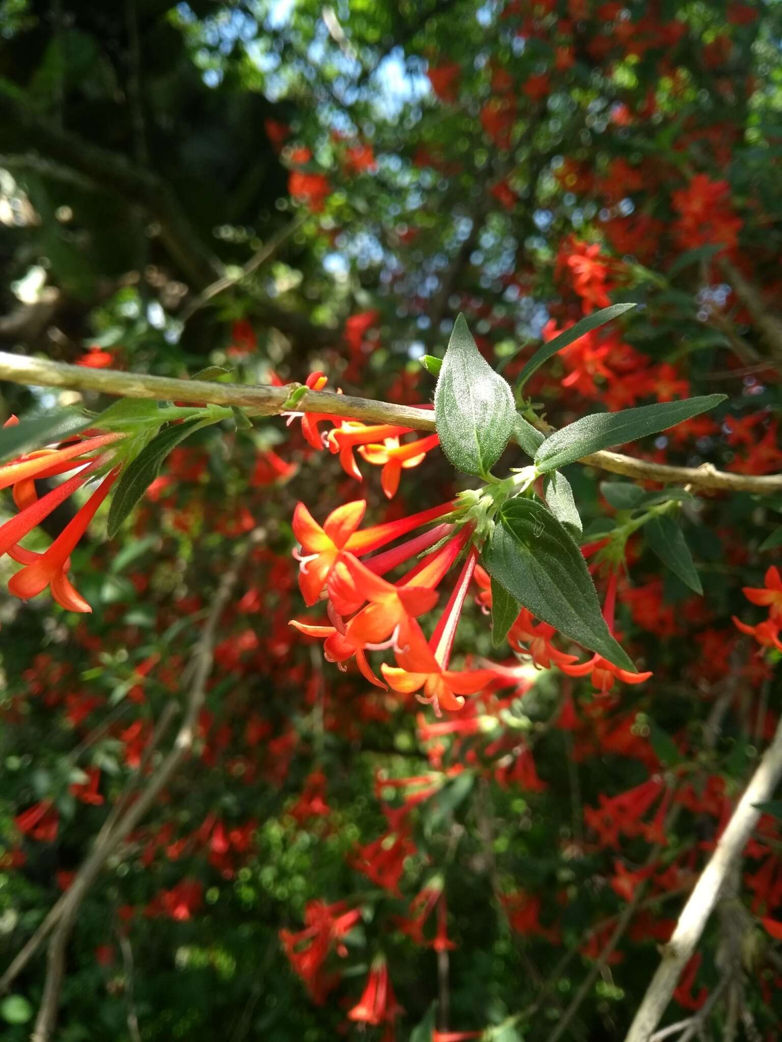 Plancia ëd Bouvardia multiflora (Cav.) Schult. & Schult. fil.