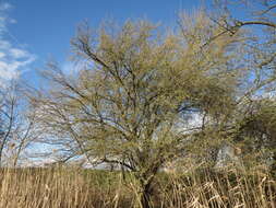 Image of Cherry Plum