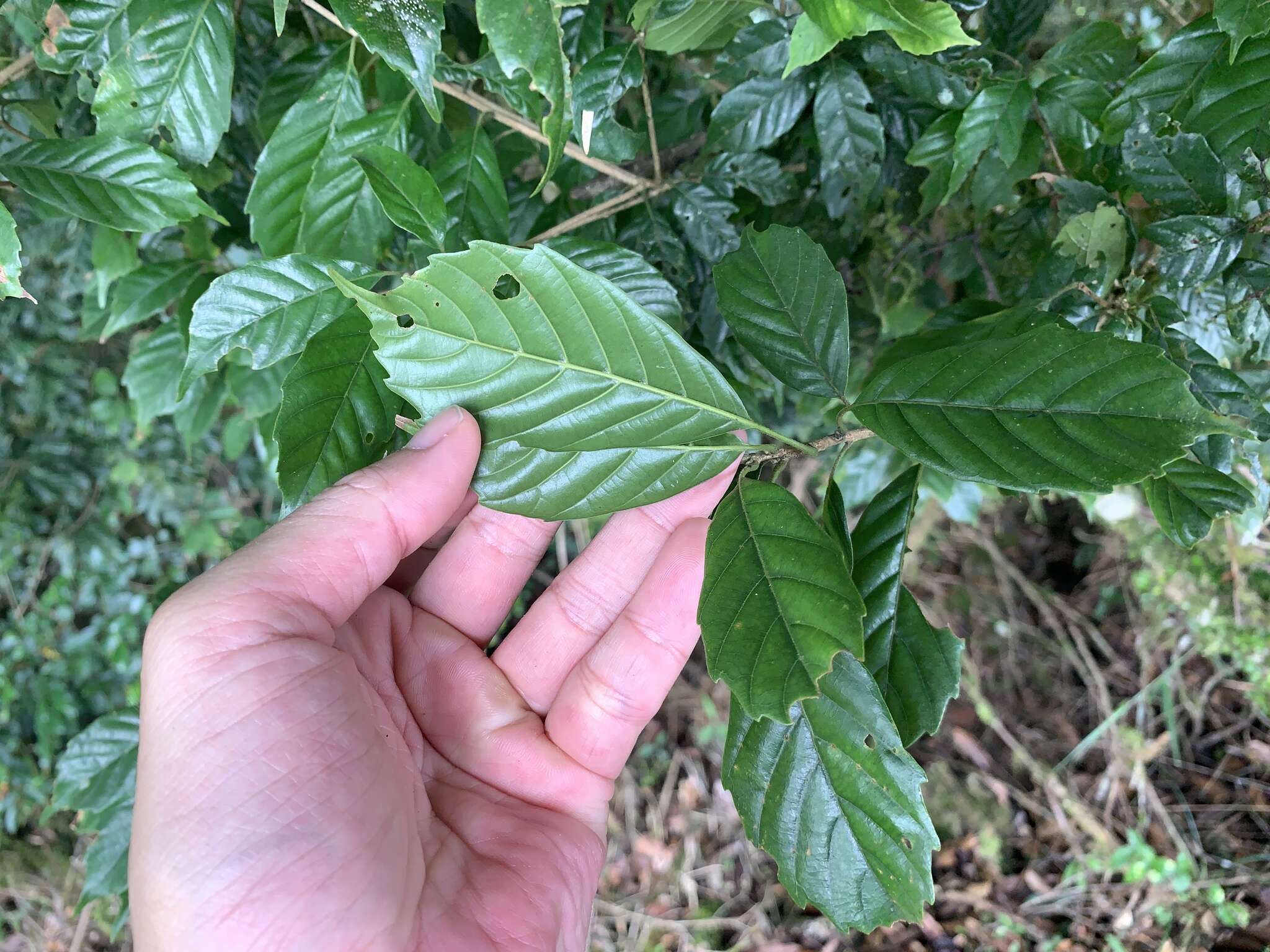 Слика од Lithocarpus corneus (Lour.) Rehder