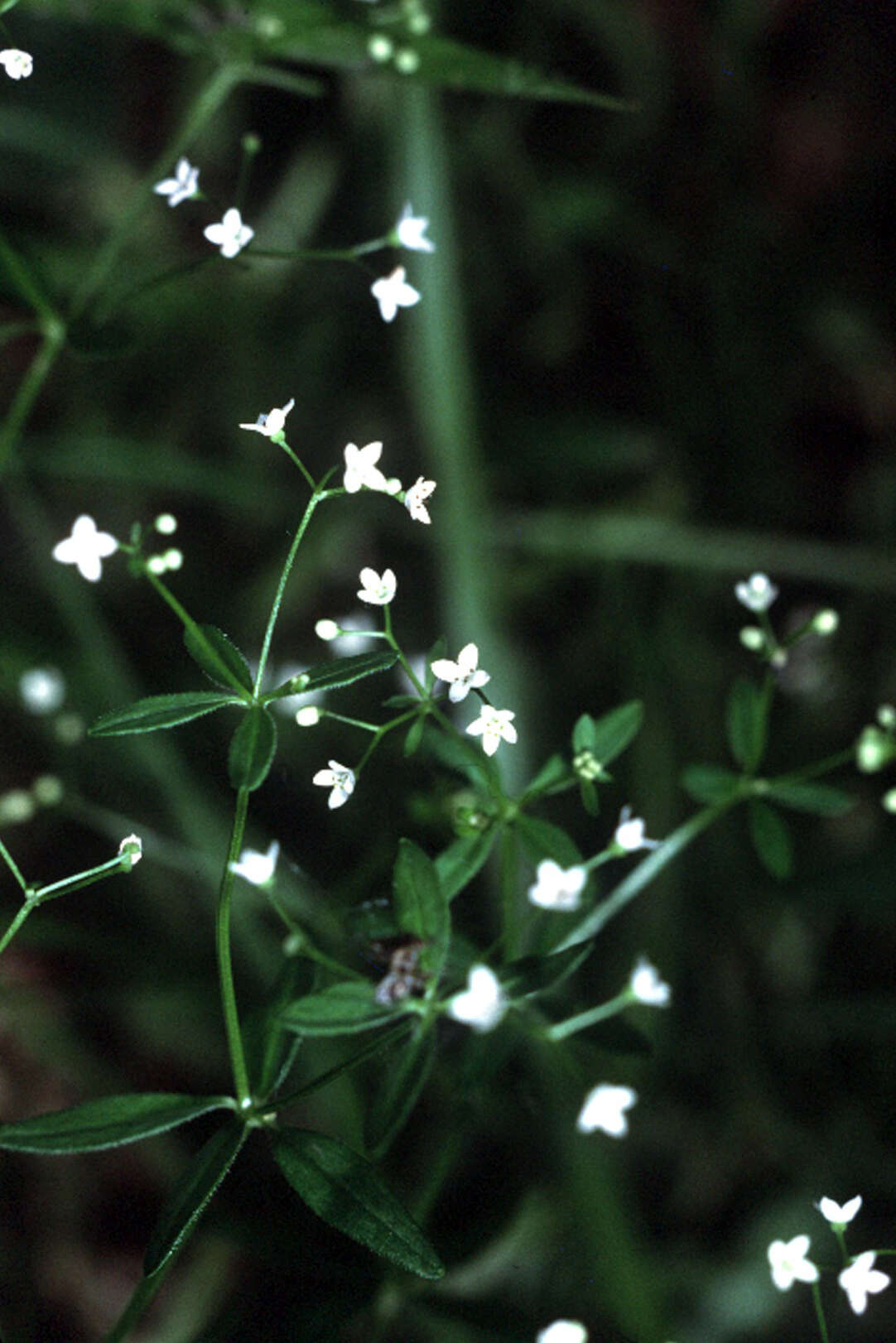 Image of Stiff bedstraw