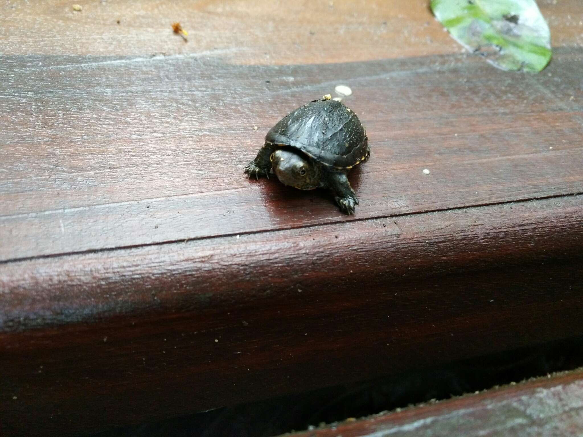 Image of Oaxaca Mud Turtle