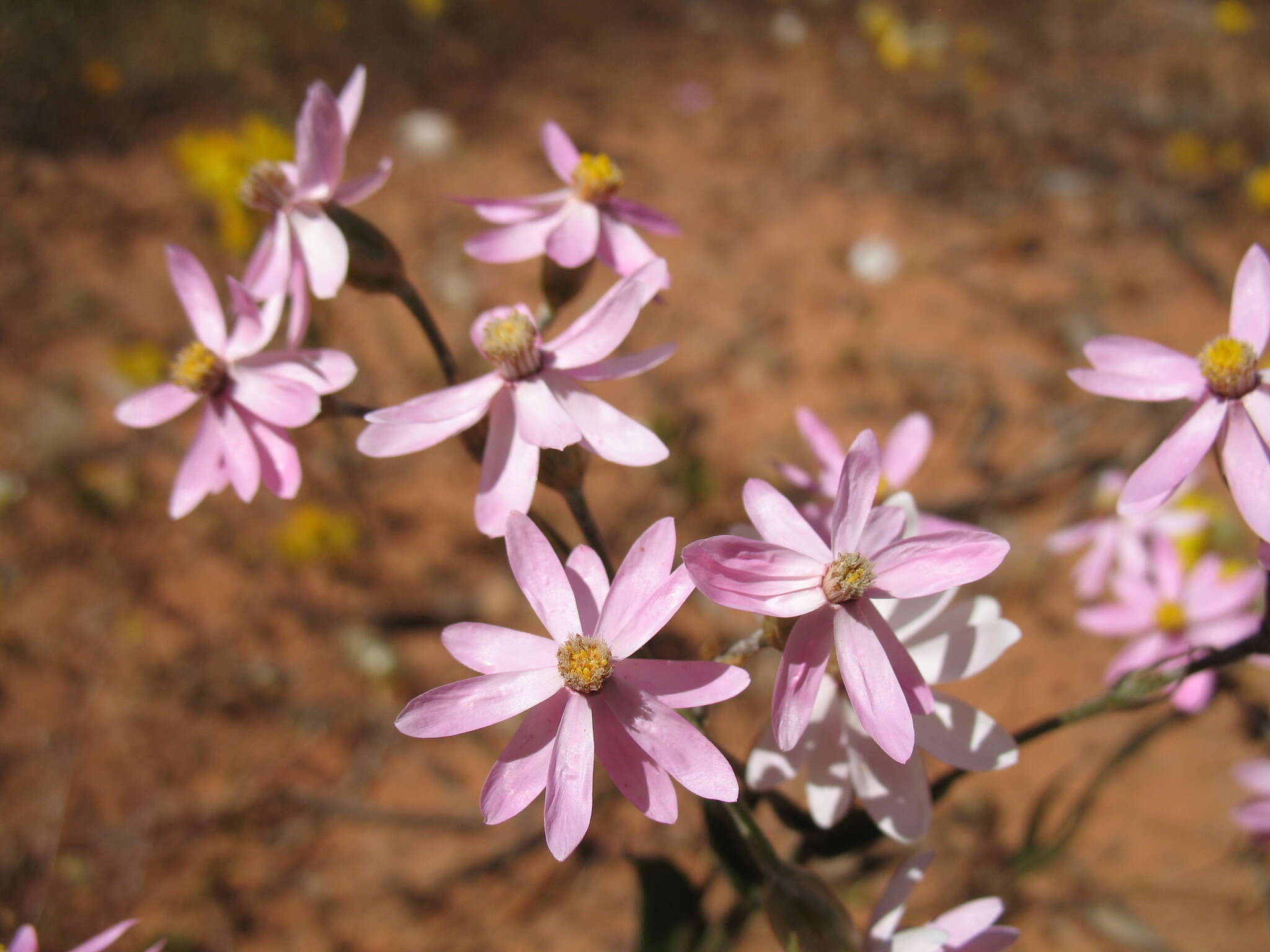 Schoenia resmi