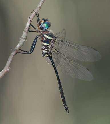 Image of Treetop Emerald