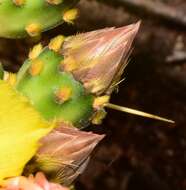 Image of Opuntia decumbens Salm-Dyck