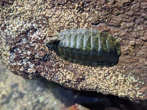 Image of Chiton virgulatus G. B. Sowerby II 1840