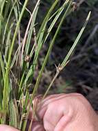 Image of Scleria mackaviensis Boeckeler