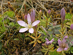 Image of Gentianella cerastioides (Kunth) Fabris