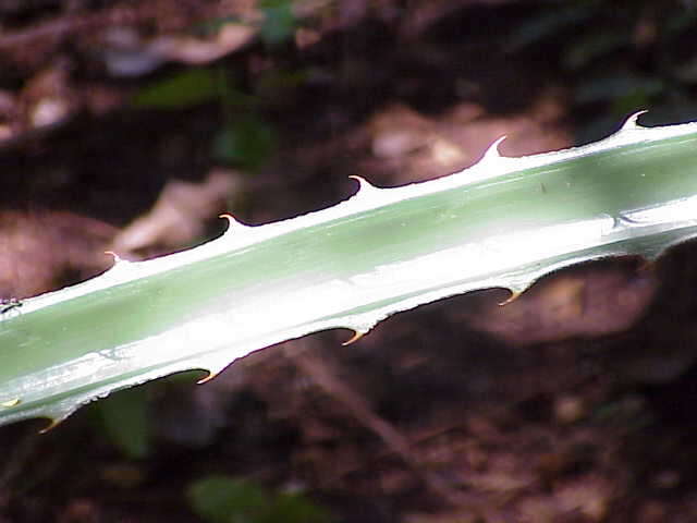 Image of Bromelia karatas L.