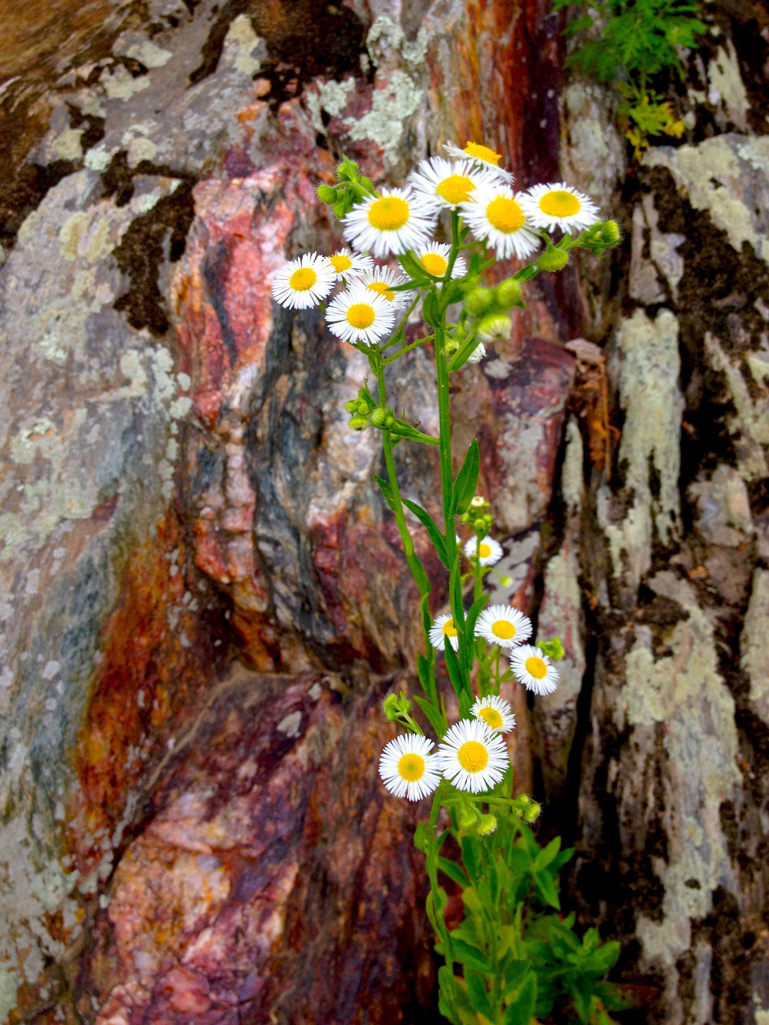 Image of eastern daisy fleabane