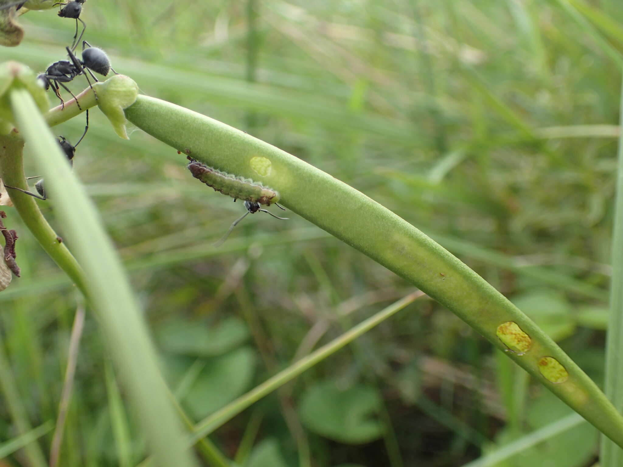 صورة Euchrysops malathana (Boisduval 1833)