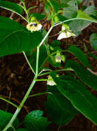 Physalis longifolia Nutt. resmi