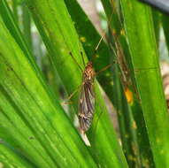 Image of Austrotipula hudsoni (Hutton 1900)