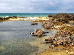 Image of Mediterranean Killifish