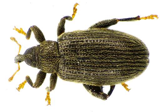 Image of Beech Leaf-mining Weevil