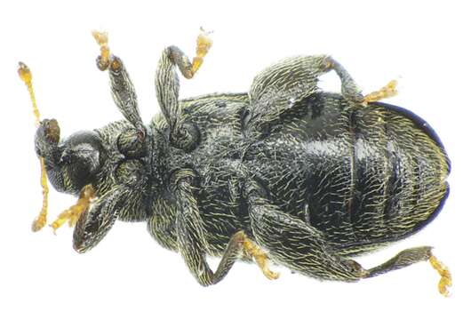 Image of Beech Leaf-mining Weevil