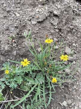 Image of Ixeris chinensis subsp. versicolor (Fisch. ex Link) Kitam.