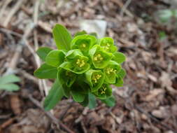 Sivun Euphorbia condylocarpa M. Bieb. kuva