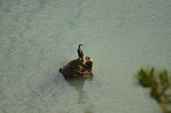 Image of Phalacrocorax varius varius (Gmelin & JF 1789)