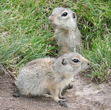 Слика од Spermophilus relictus (Kashkarov 1923)