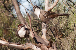 Pomatostomus ruficeps (Hartlaub 1852) resmi