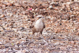 Image of White-browed Babbler