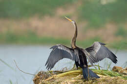 Image of Oriental Darter