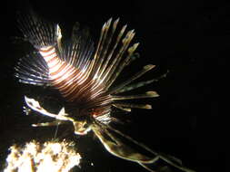 Image of Red lionfish