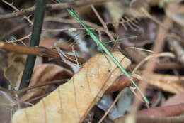 Image of Singaporoidea meneptolemus (Westwood 1859)