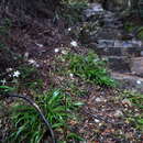 Image of Libertia pulchella (R. Br.) Spreng.