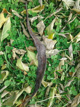 Image of Gleditsia triacanthos f. inermis (L.) C. K. Schneid.