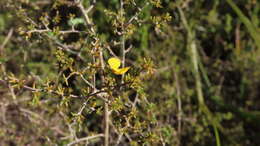 Слика од Aspalathus lanceicarpa R. Dahlgren