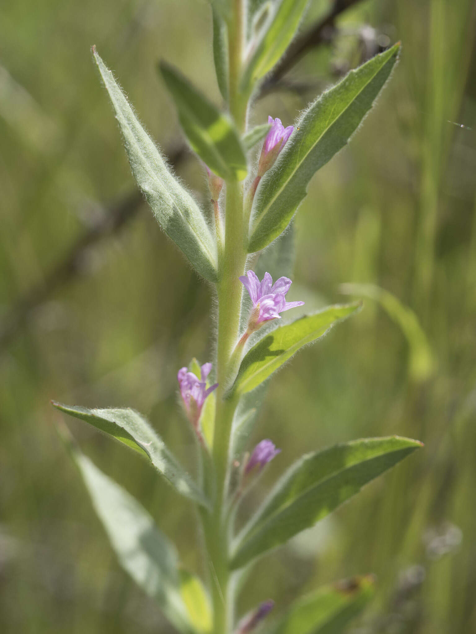 Image of Brook Willowherb