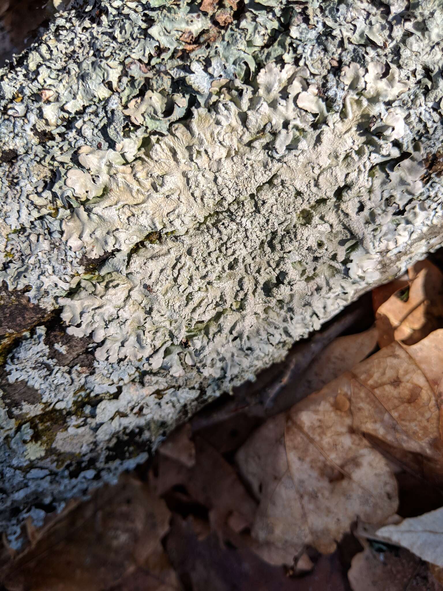 Image of Texan canoparmelia lichen