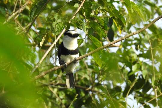 Image of White-necked Puffbird