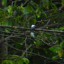 Image of Ivory-backed Woodswallow